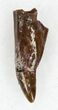 Eryops Tooth From Oklahoma - Giant Permian Amphibian #33558-1